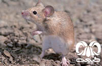 گونه موش خانگی House Mouse